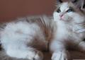 Niesamowite Ragdolle z Gato Belleza *PL Rodowód