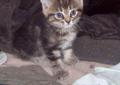 Oddam czarno srebrne 4 tyg. kotki mieszańce maine coon'a