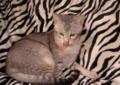 Okazja!Piękny kocurek Chausie z hodowli Ambersands w atrakcyjnej cenie Rodowód