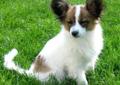 PAPILLON, Papillony 3 pieski z hodowli psów rasowych. Rodowód