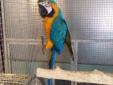 Papuga Ara Ararauna -Ręcznie -karmiona -Oswojona
