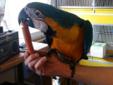Papuga Ara Ararauna -Ręcznie -karmiona -Oswojona