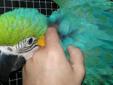 Papuga Ara Araruna -Ręcznie karmiona oswojona.