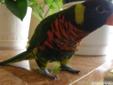 Papuga jak tęcza super oswojona doskonały pupil