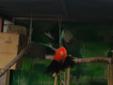 Papuga królewska - szkarłatka - dorosły samiec