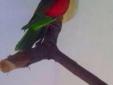 Papuga krasnopiórka (czeronoskrzydła)