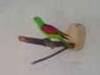 Papuga krasnopiórka (czeronoskrzydła)