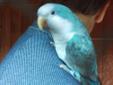 Papuga Mnicha Niebieska