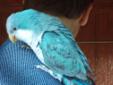 Papuga Mnicha Niebieska
