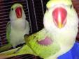 Papugi aleksandretta wieksza
