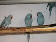 Papugi Aleksandretty Obrożne niebieskie rodzice i młode