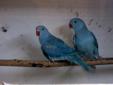 Papugi Aleksandretty Obrożne niebieskie rodzice i młode