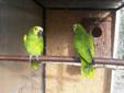 Papugi amazonki