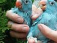 Papugi do ręcznego karmienia