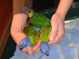 Papugi LORYSY TĘCZOWE I LORYSY GÓRSKIE ręcznie wykarmione i doskonale oswojone