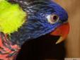 Papugi LORYSY TĘCZOWE I LORYSY GÓRSKIE ręcznie wykarmione i doskonale oswojone