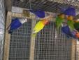 papugi nierozłączki