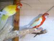 Papugi Rozelle Białolice Lutino, Standard 2015 (obrączki stałe)