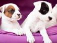 Parson Russell Terrier-szczenięta FCI-gotowe do odbioru Rodowód