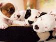 Parson Russell Terrier-szczenięta FCI-gotowe do odbioru Rodowód