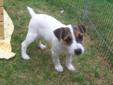 Parson Russell Terrier, szczenięta z rodowodem ZKwP (FCI)