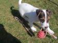 Parson Russell Terrier, szczenięta z rodowodem ZKwP (FCI)
