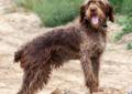 Perl -Wyzel Czeski Fousek -1,5 roku- do adopcji