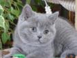 Piękna koteczka hodowlano-wystawowa Rodowód