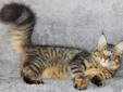 Piękna koteczka rasy Maine Coon Rodowód