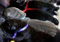 Piękne SZCZENIACZKI CANE CORSO, Hodowla In Verto Corso FCI! Rodowód