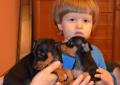 Pinczer Miniaturowy FCI puppies 08.12.2015 Rodowód