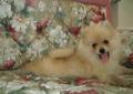 POMERANIAN-szpic miniaturowy-rodowodowe szczeniaczki BOO Rodowód