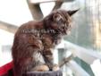 Prawdziwa kotka Maine Coon - raty :) Rodowód