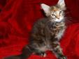Przepiękna koteczka Maine Coon czeka na nowy domek! Rodowód