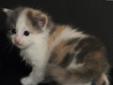Przepiękna kotka syberyjska - Iluzja z Maylandu*PL Rodowód