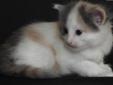 Przepiękna kotka syberyjska - Iluzja z Maylandu*PL Rodowód