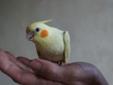 Ręcznie karmione papużki