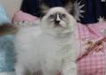 Ragdoll Kocięta Łódź Rodowód