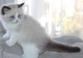Ragdoll kocięta z hodowli Castillo Cat*PL szukają nowego domku . Rodowód