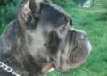 Reproduktor Cane Corso - krycie