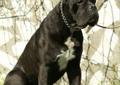 Reproduktor Cane Corso - krycie