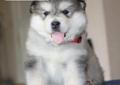 Rodowodowe szczenięta Alaskan Malamute Rodowód