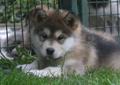 Rodowodowe szczenięta Alaskan Malamute Rodowód