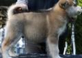Rodowodowe szczenięta Alaskan Malamute Rodowód