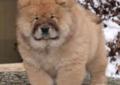 Rodowodowe szczenięta CHOW CHOW