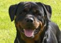 Rottweiler, rottweilery - szczenięta,rodowod FCI !