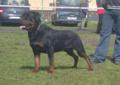 Rottweiler, rottweilery - szczenięta,rodowod FCI !