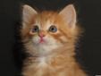 Ruda kotka syberyjska o imieniu Honda ;) - ODBIÓR W SIERPNIU Rodowód