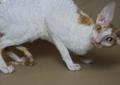 Rudo-biała piękność rasy Cornish rex szuka nowego domu Rodowód