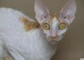 Rudo-biała piękność rasy Cornish rex szuka nowego domu Rodowód